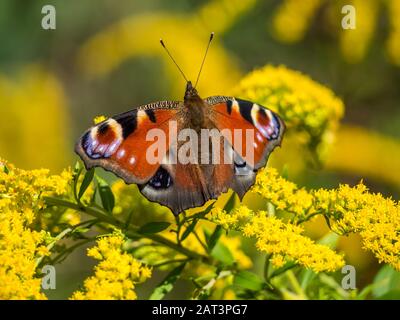 Pfauenschmetterling auf Blumenblüte Stockfoto