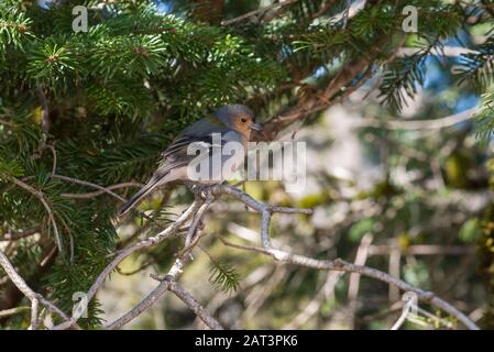 Madeiran Chaffinch (Fringilla Coelebs maderensis) in der Nähe von Pico Ruivo, Madeira Stockfoto