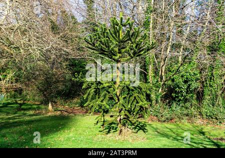 Ein Affe Puzzle Tree, Araucaria Araucana, hier in einer Parklandschaft. Stockfoto