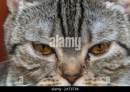 Junge verrückte, überraschte Katze machen große Augen aus der Nähe. Amerikanische Kurzhaarfrisen überraschten Kater oder Kätzchen lustige Gesichter mit großen Augen. Junge Katze, die überrascht aussieht und Stockfoto