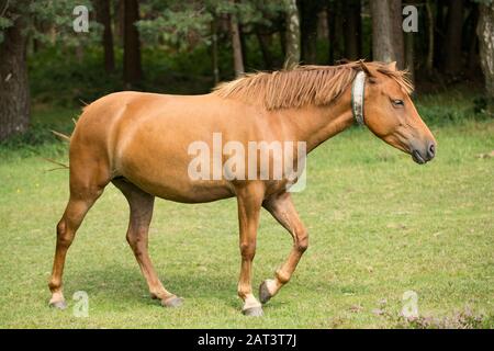 Ein Pony im neuen Wald mit reflektierendem Kragen, das es den Fahrern beim nächtlichen Überqueren von Straßen im Wald besser sichtbar macht. Es ist ein warmes d Stockfoto