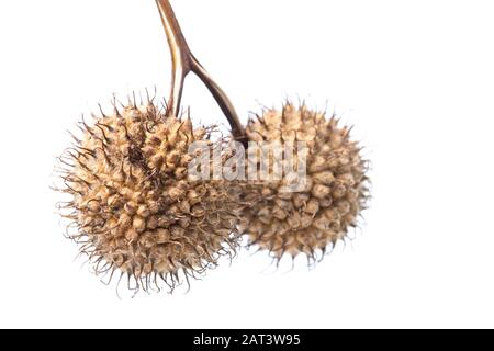 Samenköpfe des Londoner Flugzeugs, Platanus x Hispanica auf weißem Hintergrund. Dorset England GB Stockfoto