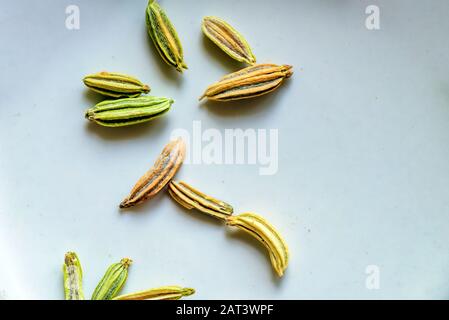 Fenchelsamen locker auf weißem Untertasse im Nahaufnahme. Stockfoto