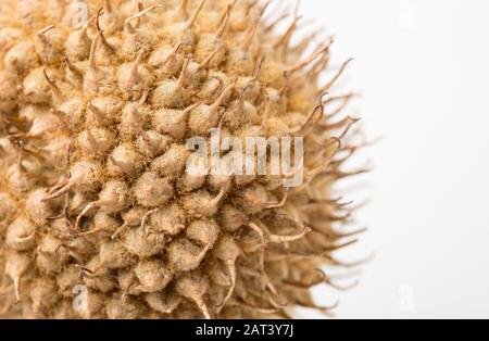 Samenköpfe des Londoner Flugzeugs, Platanus x Hispanica auf weißem Hintergrund. Dorset England GB Stockfoto