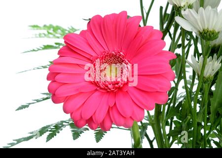 Eine rosafarbene Gerberblüte und weiße Gänseblümchen isoliert auf Weiß Stockfoto