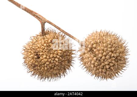 Samenköpfe des Londoner Flugzeugs, Platanus x Hispanica auf weißem Hintergrund. Dorset England GB Stockfoto