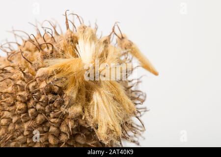 Samenköpfe des Londoner Flugzeugs, Platanus x Hispanica auf weißem Hintergrund. Die behaarten Samen sind in diesem Bild zu sehen. Dorset England GB Stockfoto