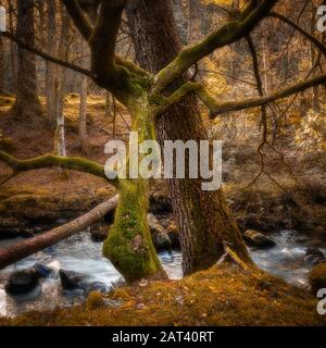 Baum mit seltsamer Form, bedeckt mit Moos, das am Nachmittag hell wird und am Ufer des Gebirgsstroms im schottischen Hochland wächst.Natürlicher Hintergrund.Ruhig Stockfoto