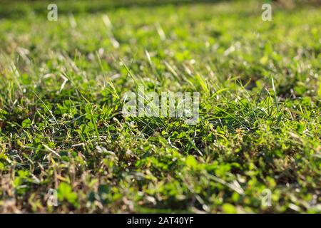 Grünes Gras im Unschärfe-Bereich. Federrasen. Stockfoto