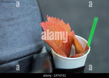 Rote orangefarbene Blätter von Parthenocissus quinquefolia in einem Becher mit einem Strohhalm. Fall Virginia Kriechgang. Stockfoto
