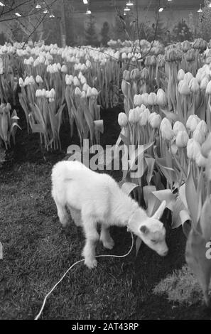 Westfriesischer Flora am Bovenkarspel, Frühling am Messetag: 21. Februar 1961 Standort: Bovenkarspel Schlüsselwörter: Name der Frühlingseinrichtung: Flora Stockfoto