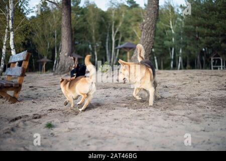 Hundekampf. Hunde kämpfen am sandigen Ufer des Sees. Stockfoto