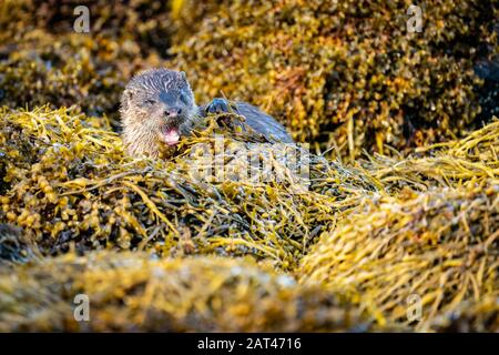Nahaufnahme der gähnenden europäischen Otter (Lutra Lutra), die auf einem Bett aus Algen ruht Stockfoto