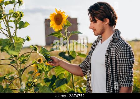 Porträt eines jungen Agronomen, der in einem Sonnenblumenfeld steht und ein Blatt berührt Stockfoto