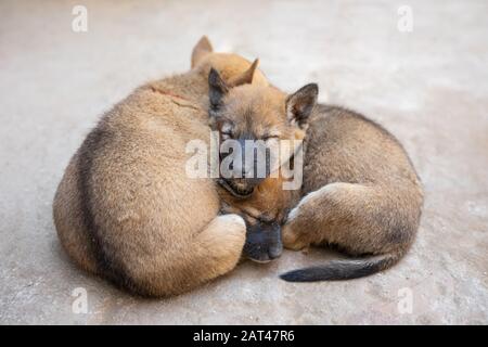 Niedliche Hundewelpen schlafen auf der Straße Stockfoto