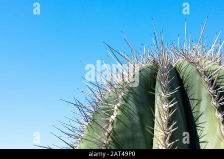 Closeup detalis aus südwestlichem Wüstenkaktus mit scharfen, gegen einen hellblauen Himmel gerahmten Stacheln Stockfoto