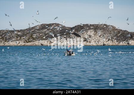 Trawler, der zu Hafen und Möwen zurückkehrt, die ihn begleiten. Kleines Fischerboot in Grönland mit Bergen und Ozean. Foto in Grönland aufgenommen. Stockfoto