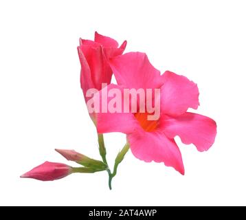 Magenta Dipladenia Blumen und Blüten sowie deren Knospen, isoliert auf weißem Stockfoto