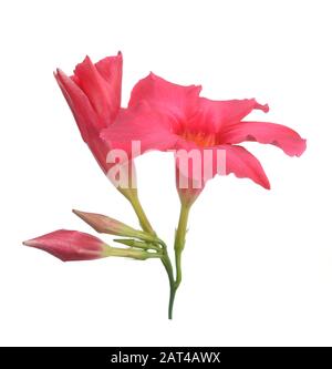 Magenta Dipladenia Blüten und Knospen isoliert auf weißem Stockfoto