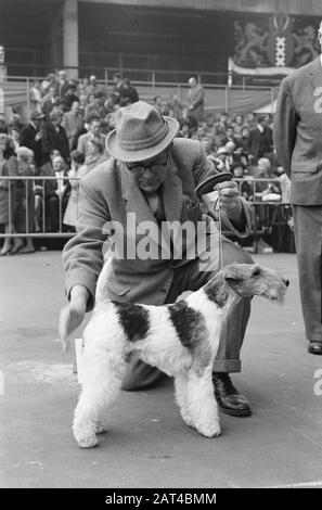 Internationale Hundeausstellung am RAI Datum: 29. April 1962 Schlagwörter: Hunde, Ausstellungen Institutionenname: RAI Stockfoto