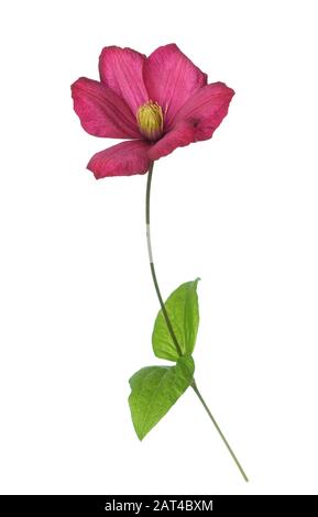 Single rosa Clematis Blume isolieren auf Weiß Stockfoto