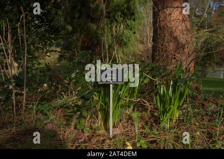 Botanisches Identifikationsetikett für "Pinus patula" (mexikanisches Gelb oder Weinender Kiefernbaum) in einem Garten im ländlichen Devon, England, Großbritannien Stockfoto