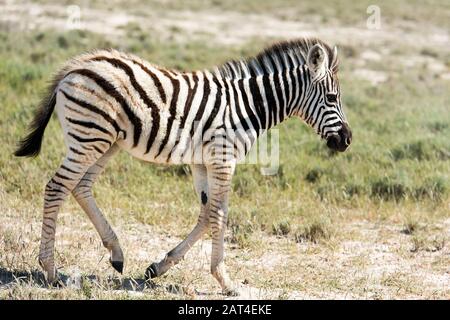 Junges Zebra im Etosha-Nationalpark in Namibia Stockfoto