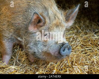 Kunekune Sus scrofa domestikus Hausschwein aus Neuseeland Stockfoto