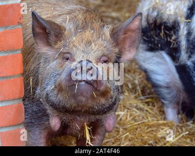 Kunekune Sus scrofa domestikus Hausschwein aus Neuseeland Stockfoto