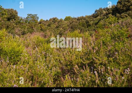 Mediterrane Maquis am sonnigen Morgen. Stockfoto