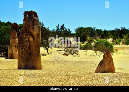 Australien, WA, wilde Wwu in den Pinnacles im Nambung Nationalpark, bevorzugte touristische Attraktion und natürliche Sehenswürdigkeiten Stockfoto