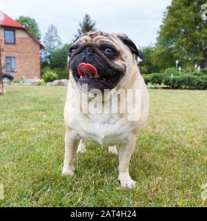 Portrait von Nizza mops Hund im Freien. Stockfoto