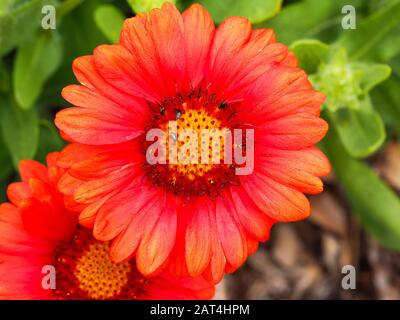 Markante orange rote Blume von Gaillardia x grandiflora Arizona Red Shades, bekannt als Decke Blume Stockfoto