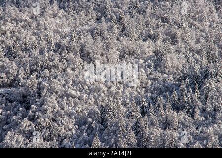 Schneebedeckter Fichtenwald im Winter Stockfoto