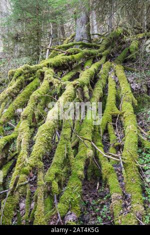 Moss bedeckte Baumzweige eines umgestürzten Baumes Stockfoto