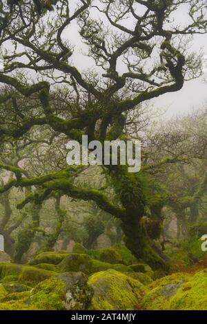 Wistmans Holz Dartmoor Stockfoto