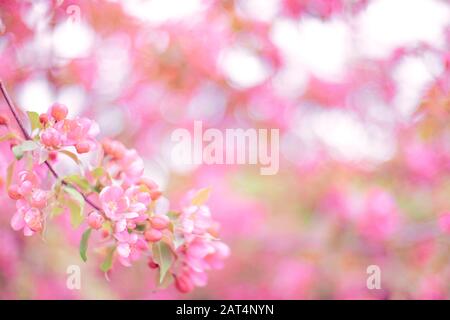 Weich fokussierter heller blühender apfel-baum-Zweig mit vielen rosafarbenen Blumen auf verschwommenem rosa Hintergrund mit Blättern bokeh. Helle Farbe Natur spr Stockfoto