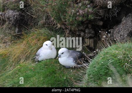 Rund um Großbritannien - Fulmars nisten am Duncansby Head, Caithness, Schottland Stockfoto