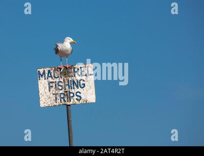 Eine Silbermöwe sitzt oben auf ein Zeichen Werbung Angeltouren. Stockfoto