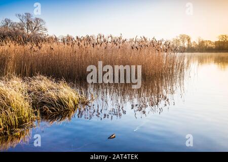 Ein kalter, winterlicher Sonnenaufgang über Coate Water in Swindon. Stockfoto