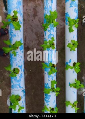 Hydroponische Herstellung von organischem Salat Stockfoto