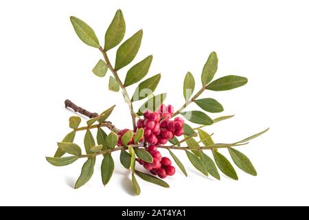 Mastixstrauch mit roten Beeren - Pistacia Mastixsträuchern isoliert auf weißem Hintergrund Stockfoto