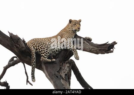 Leopardenlocken in einem toten Baum Stockfoto