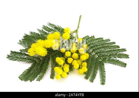 Mimosa (Silber-Akazie) Zweig isoliert auf weißem Hintergrund. Stockfoto