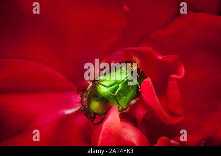 Ein grüner Rosenkäfer (Cetonia aurata) auf einer roten, Gartenrose. Rosenkeuler leben von Rosen und die Erwachsenen essen Blumen und Pollen. Stockfoto