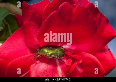 Ein grüner Rosenkäfer (Cetonia aurata) auf einer roten, Gartenrose. Rosenkeuler leben von Rosen und die Erwachsenen essen Blumen und Pollen. Stockfoto