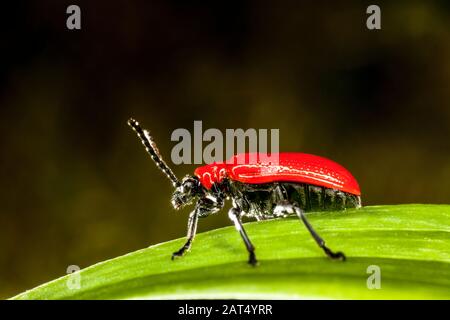 Scharlachrote Lilienkäfer auf Lilienblättern zu sehen. Sie sind ein Schädling, der Lilien und Frillarien betrifft und Löcher in den Blättern verursacht, die zur Entschärfung führen. Stockfoto