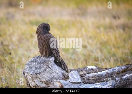Melanistic Ural Owl, Strix uralensis macroura steht auf getrocknetem Holz in Gorski Kotar, Kroatien. Stockfoto