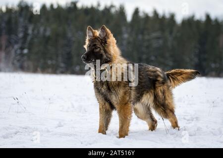 Junge langhaarige Schäferhund (Elsässischer Hund) auf der Wiese an einem verschneiten Wintertag stehen Stockfoto