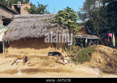 Ländliches Indien mit Blick auf die Lehmhütte mit Reetdach mit Ziegen, die im Innenhof eines Dorfes in Westbengalen, Indien, sitzen Stockfoto